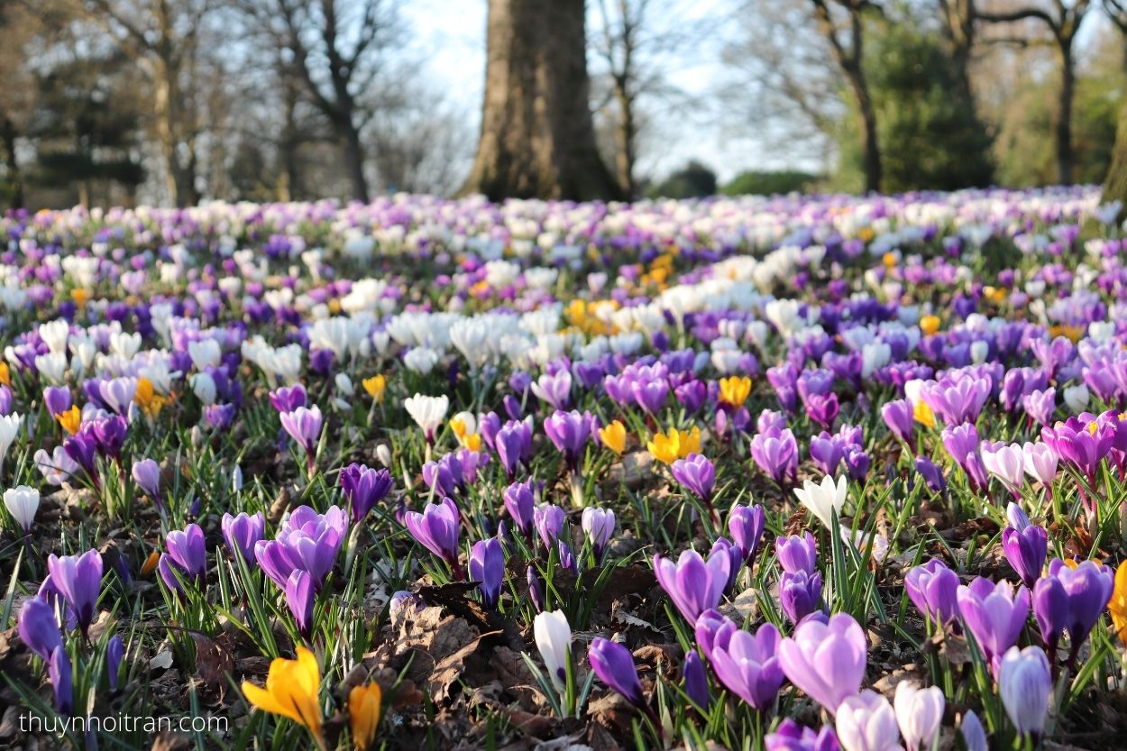 Beautiful Flower Fields by Season in the UK Thuynhoi Tran's Blog