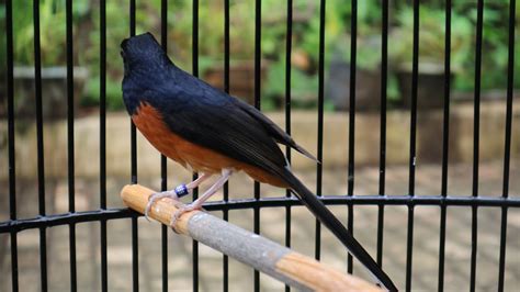 Bergabunglah dengan Komunitas Murai Batu Online di Facebook untuk Tips Sukses