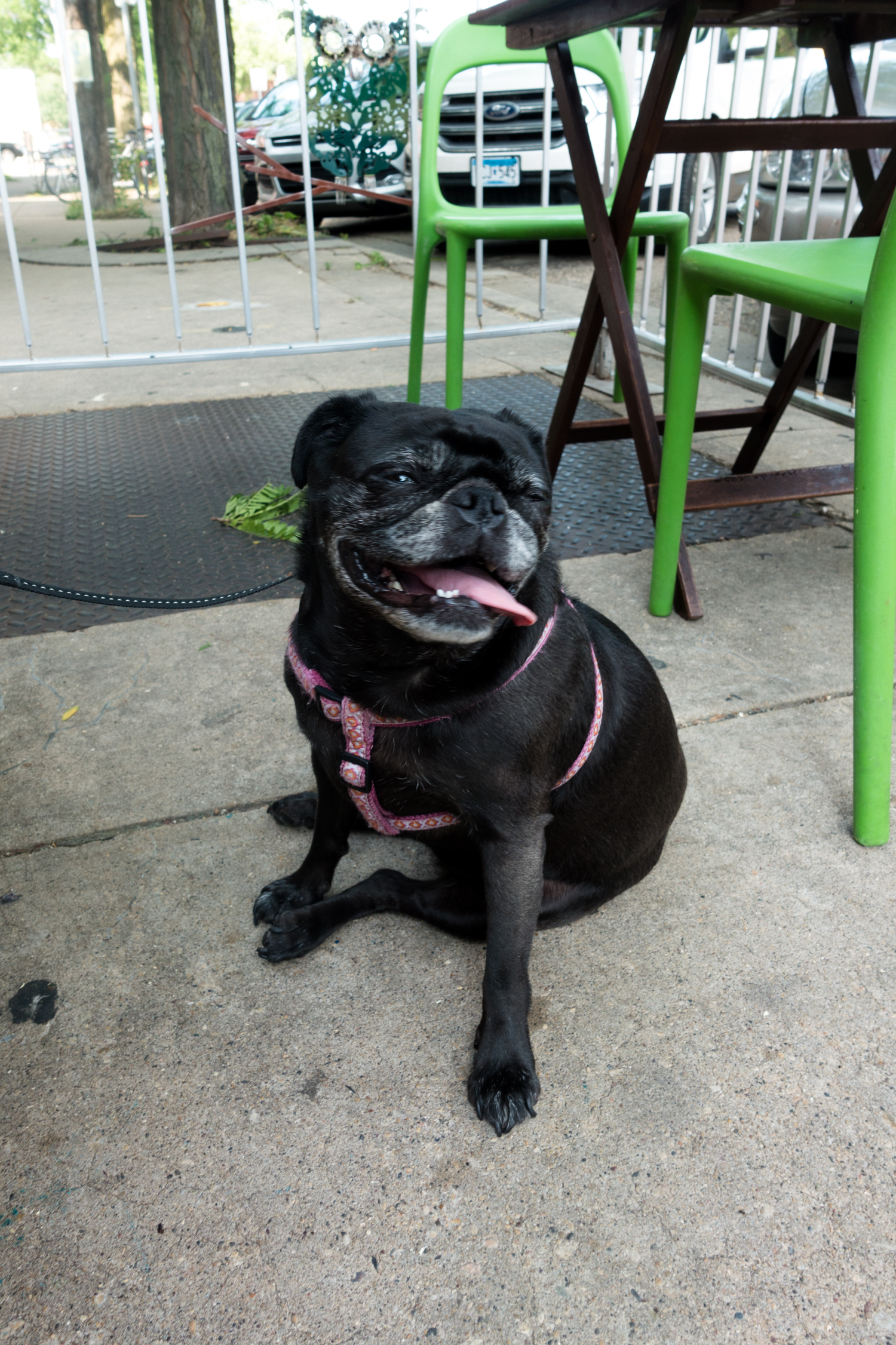 Vegan Guide to Madison, Wisconsin Thyme & Love