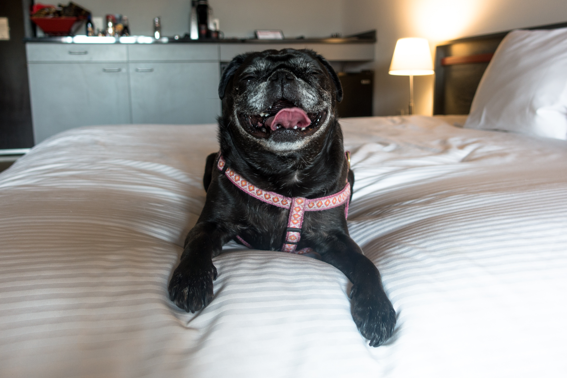 HotelRed PetFriendly Hotel in Madison, WI Thyme & Love