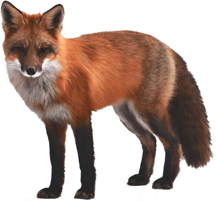 Pictures of Foxes on a Transparent Background. 100 Best Free PNGs