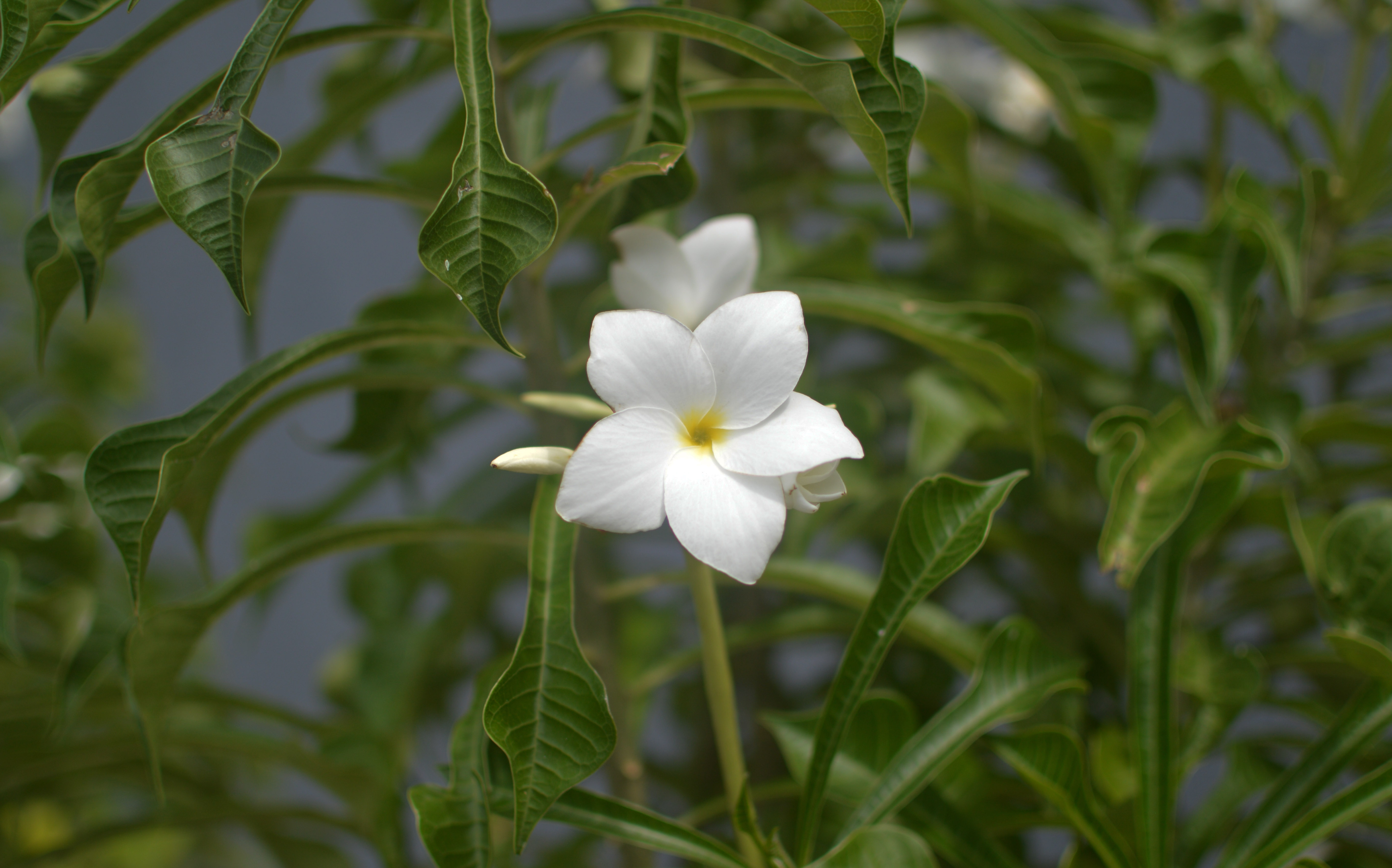 Beautiful Jasmine Photos 100 Images of Jasmine Flowers in Bloom