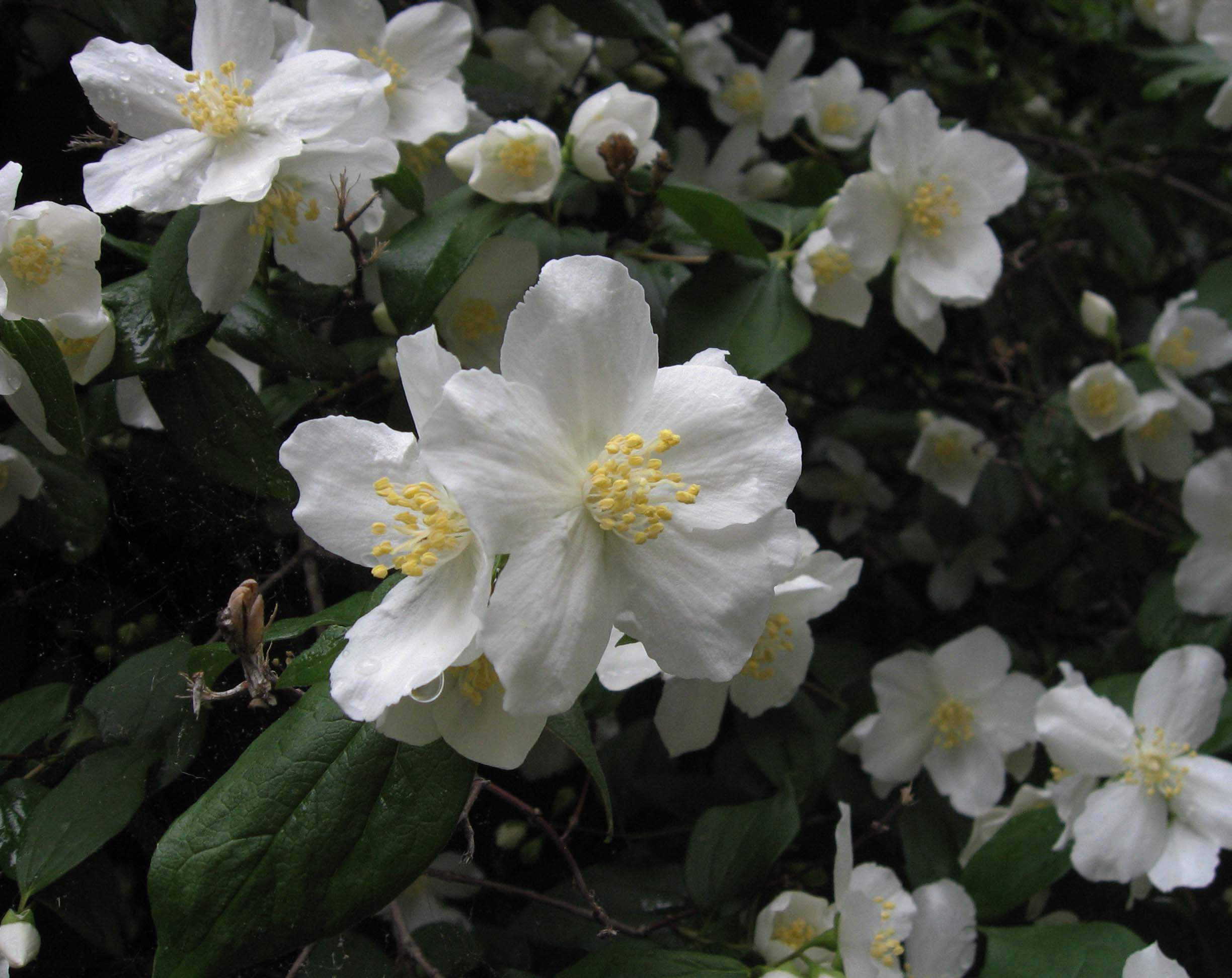 Beautiful Jasmine Photos 100 Images of Jasmine Flowers in Bloom