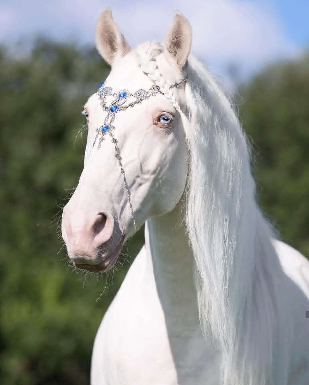 Fotos de hermosos caballos. 160 imágenes de alta calidad gratis