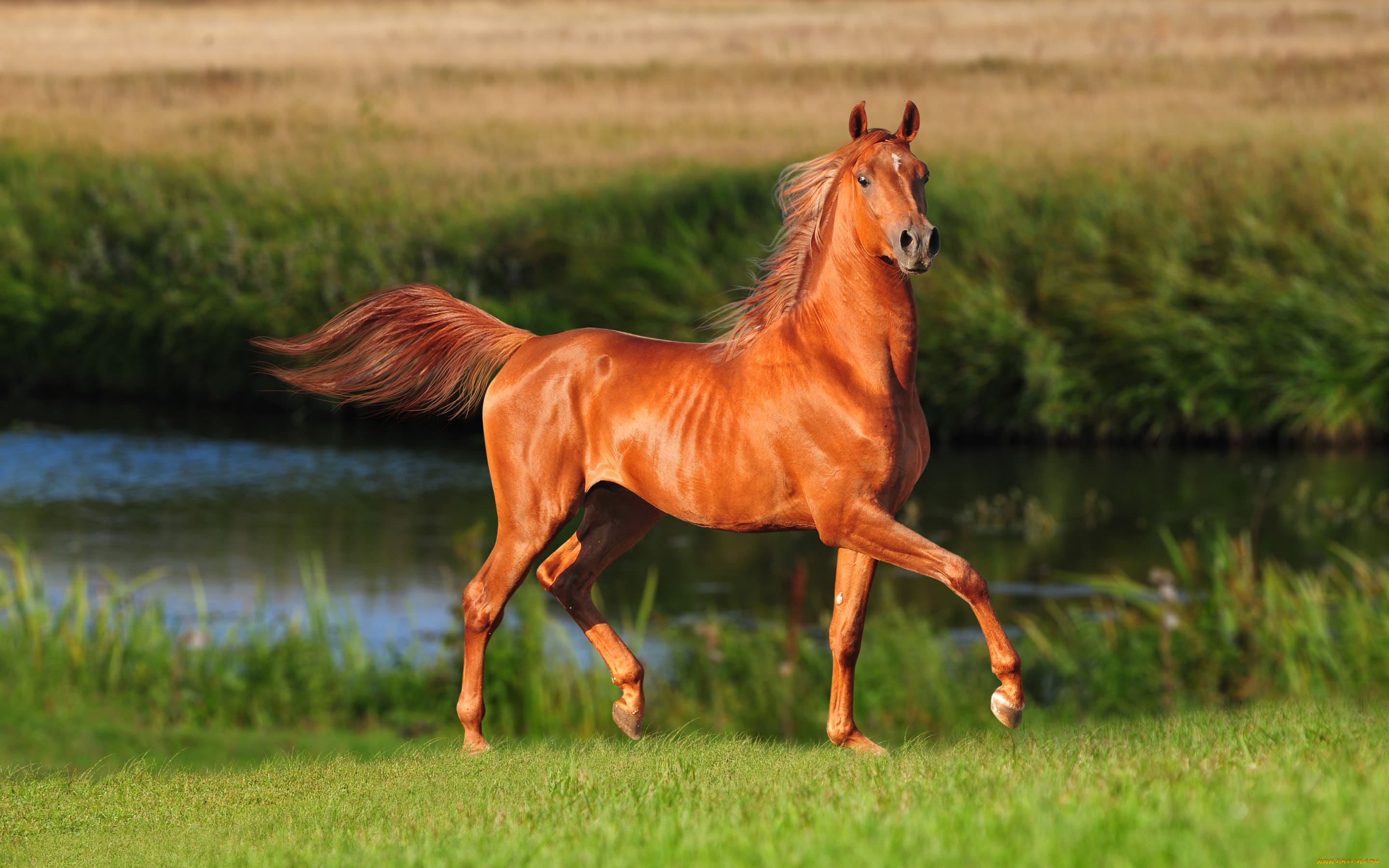 Photos of Beautiful Horses. 160 High Quality Images for Free