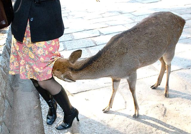 Immagini divertenti di animali. 200 foto gratis