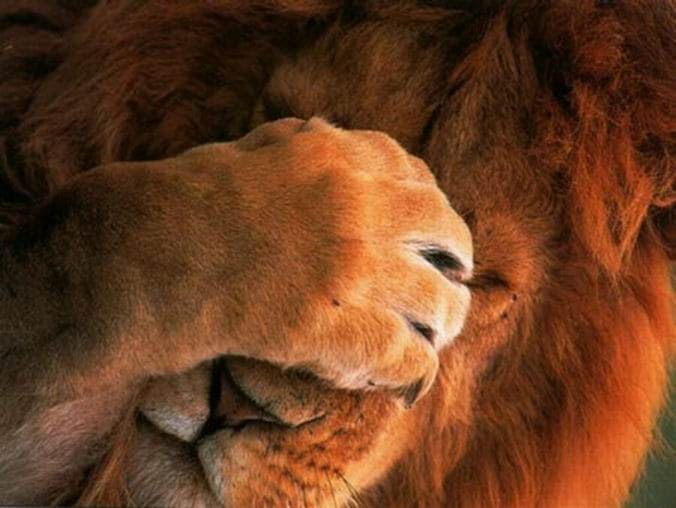 Immagini divertenti di animali. 200 foto gratis