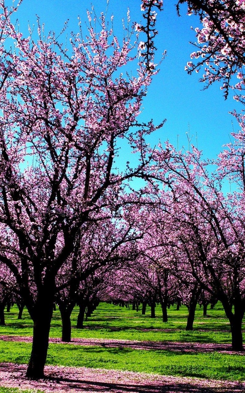 Frühling Bilder, Wallpaper und Bildschirmschoner für Ihr Handy