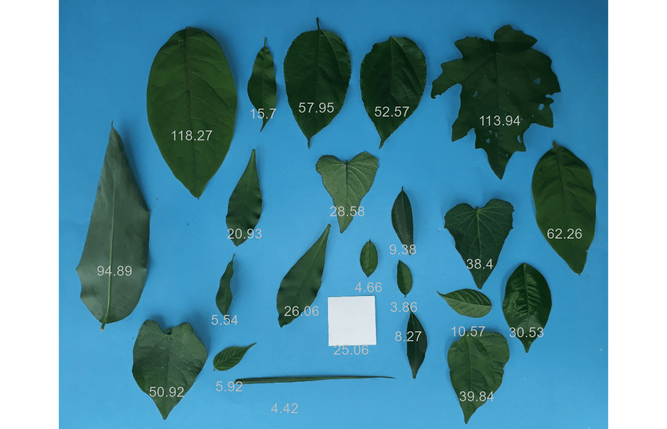 Measure leaf area using leaf images • pliman