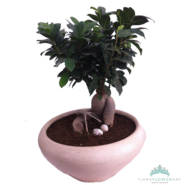 Bonsai Tiara Flowers Cyprus