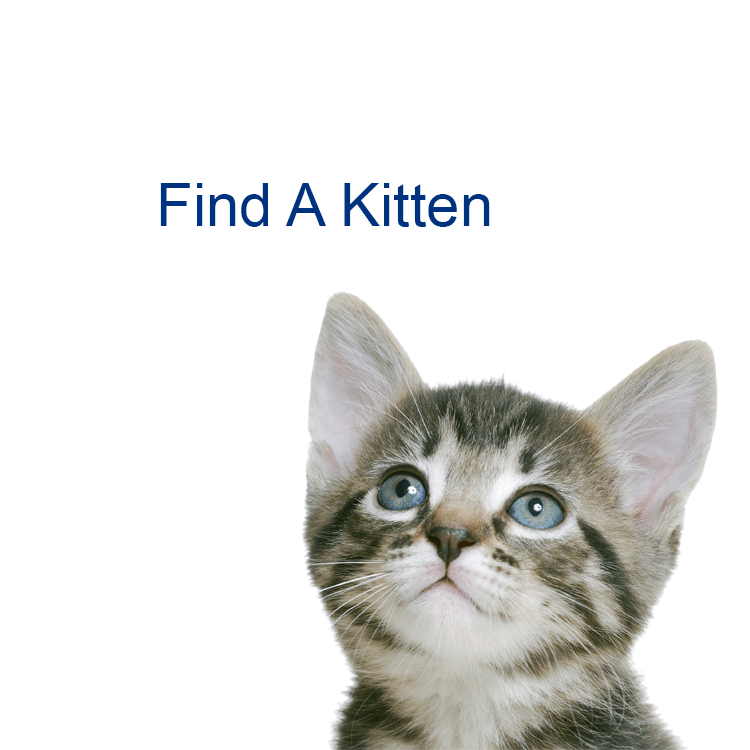 60 Best Images Cat Shows Near Me 2021 Events naturalcamo