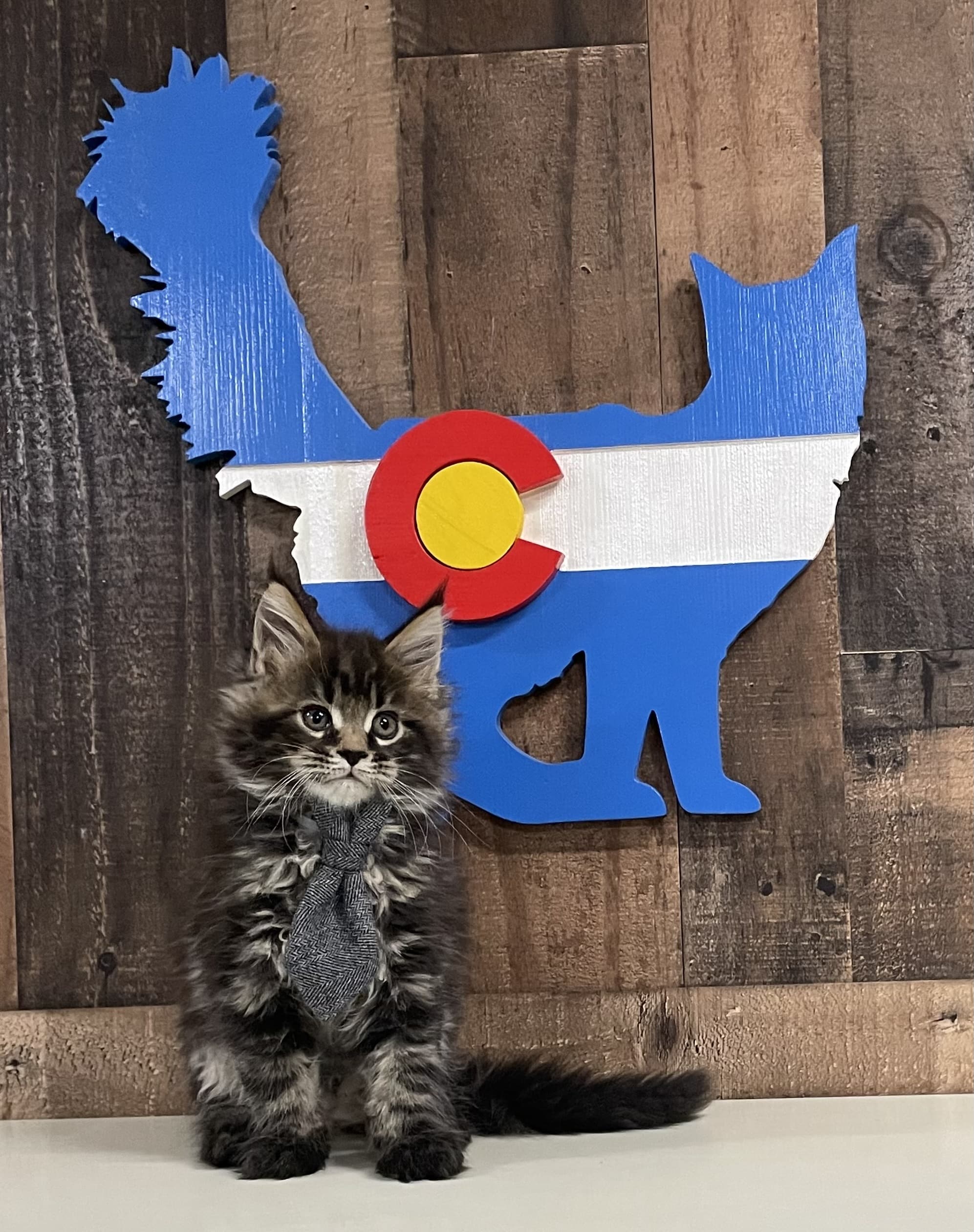 Kingklaudrcoons TICA The International Cat Association