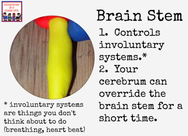 How to make a playdough brain model - Adventures in a Messy Life