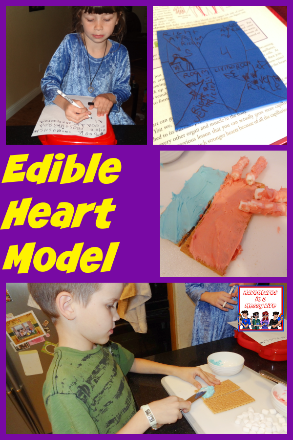 How to make an edible heart model