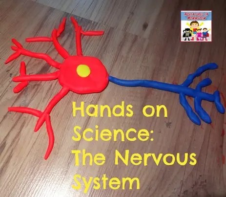 Neuron Cell Model Project