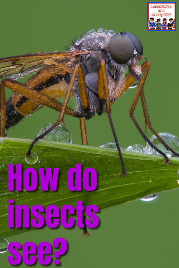 How do insects see?