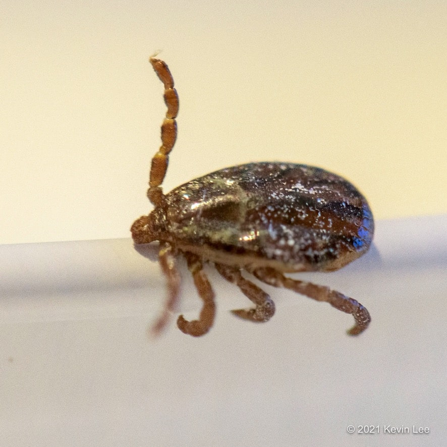 Pacific Coast Tick (Dermacentor occidentalis) •