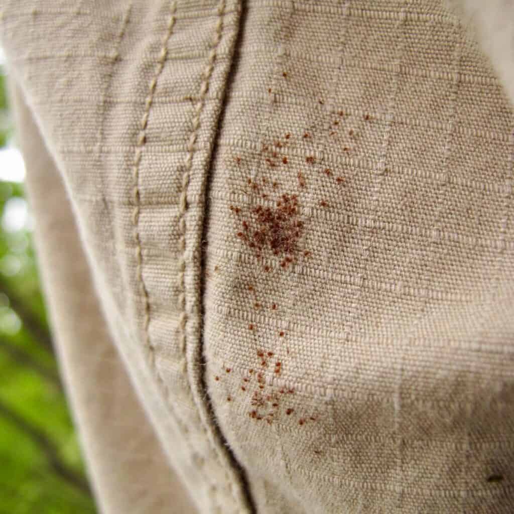 Seed Ticks + Tick Bombs What Are They