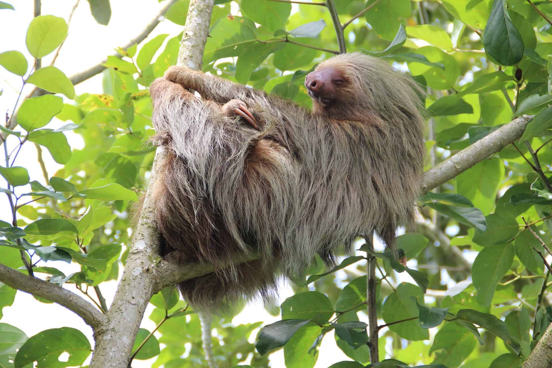 Costa Rica Sloths