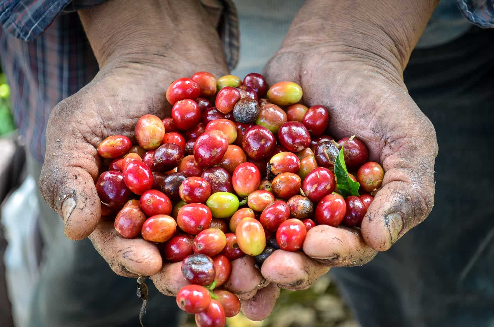 What is the Best Coffee in Costa Rica? The Tico Times Costa Rica