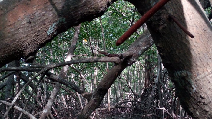 Two adventures in Costa Rica, with waterfalls, monkeys and mangroves