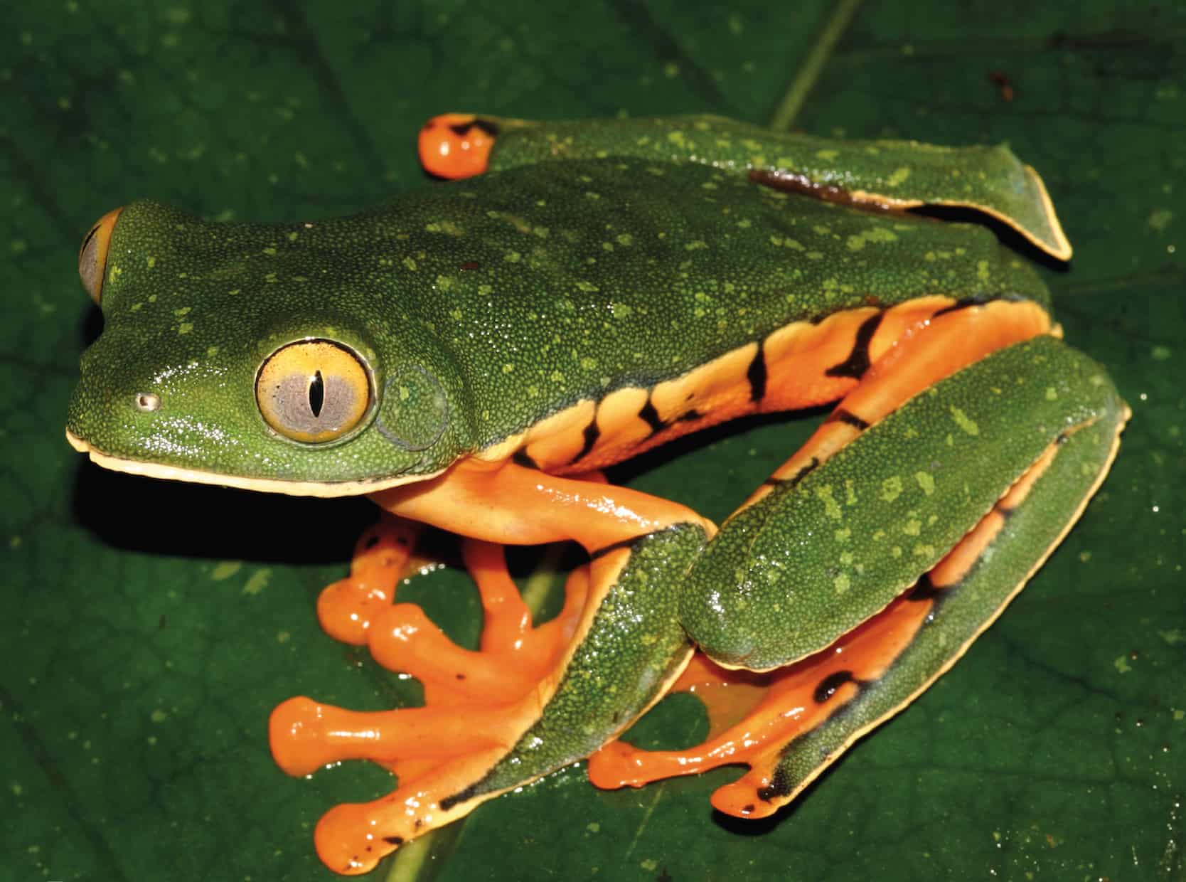 Scientist discovers new species of frog in Central America Sylvia's