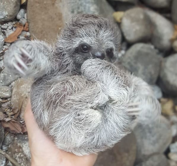 In Costa Rica, A Mom and baby sloth are reunited