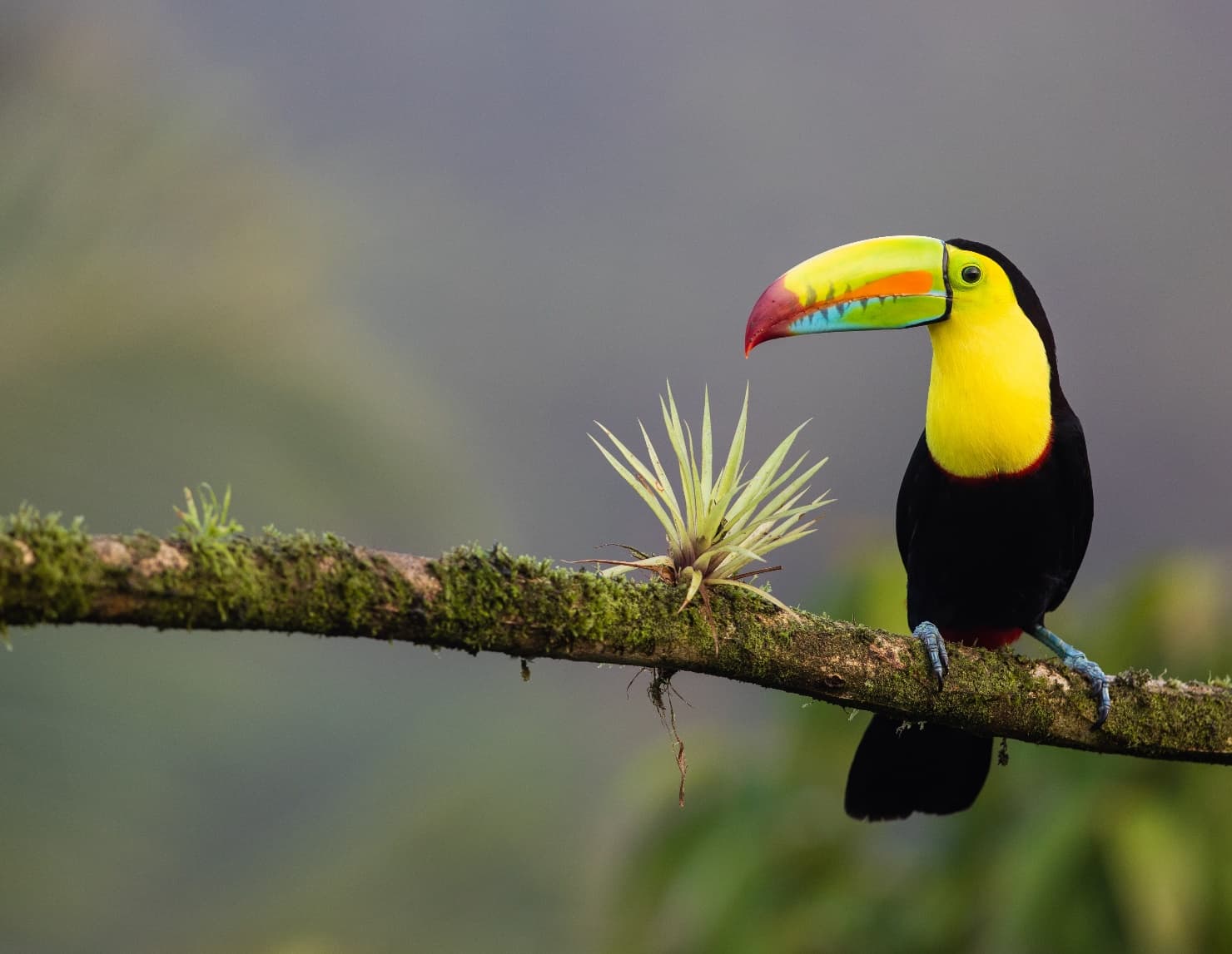 Where To Stay In Costa Rica To See Wildlife at Raymond Burke blog
