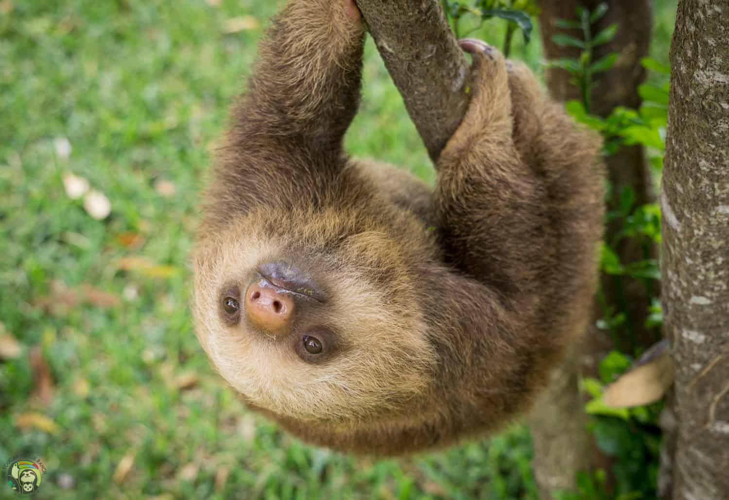 Quarantine with sloths in Costa Rica