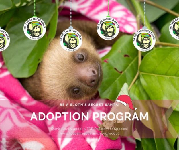 Unique Holiday Adoptions at Costa Rica's Wildlife Sanctuary