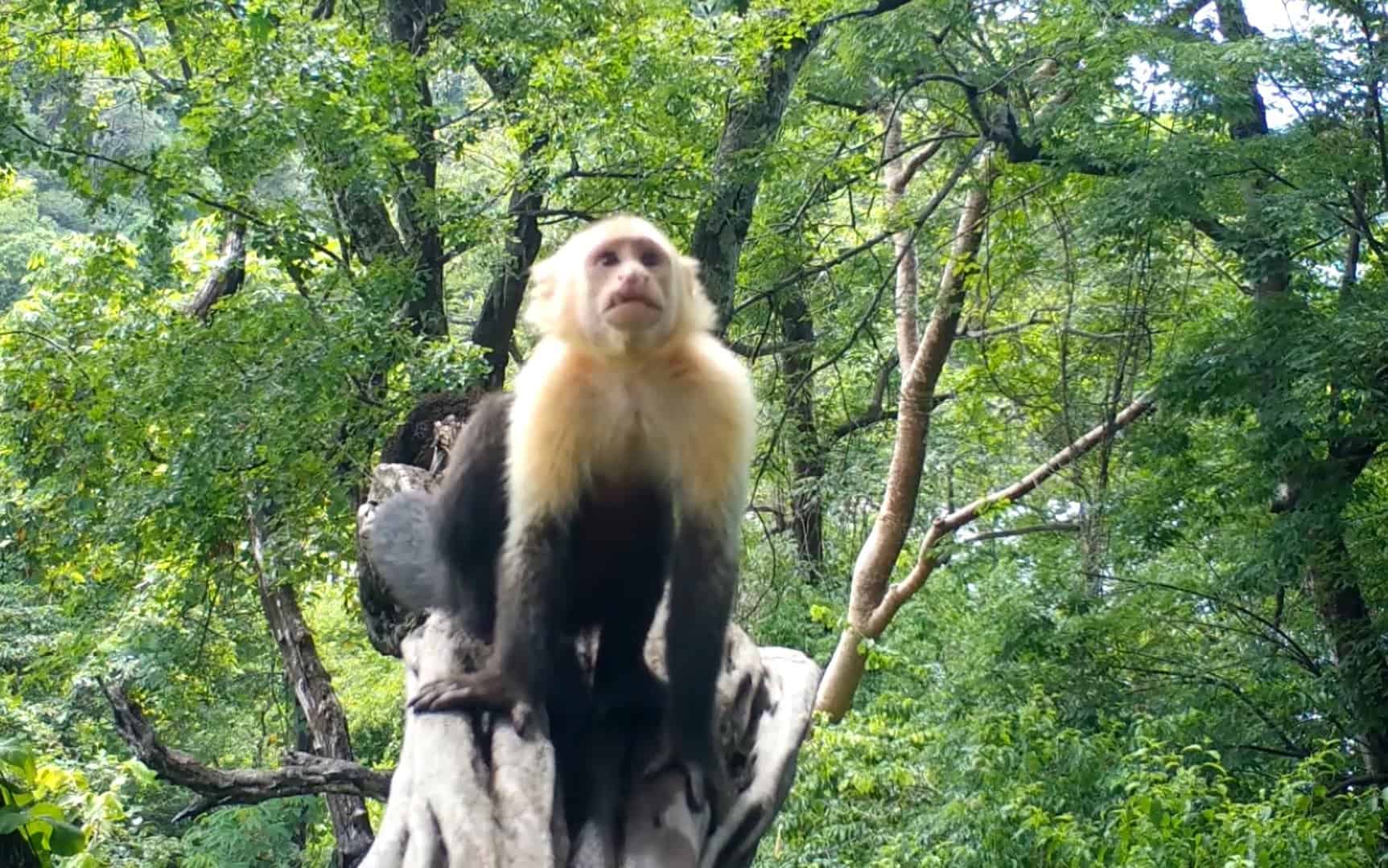 Monkeys of Costa Rica Meet the WhiteFaced or Capuchin