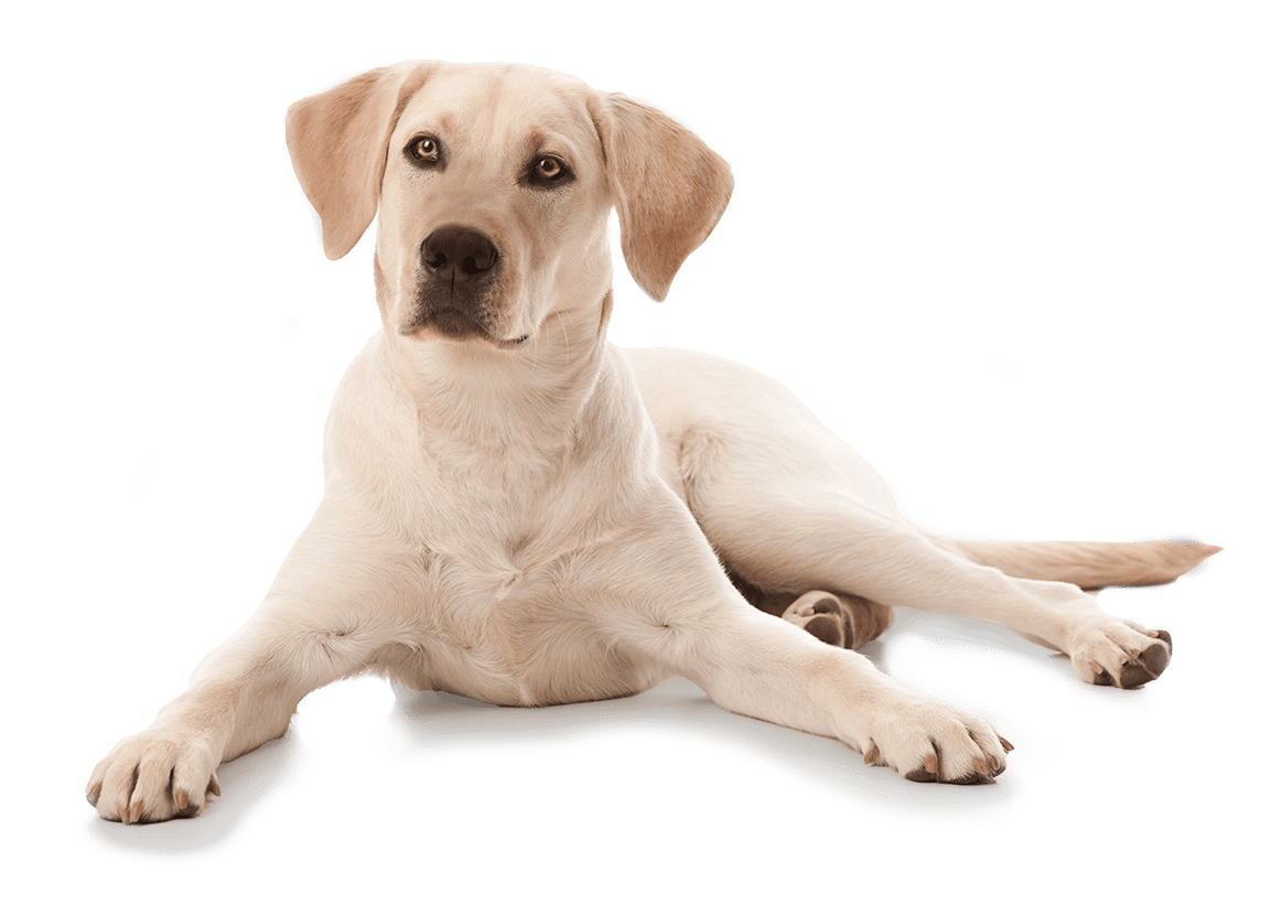 Dog Wash Tidal Wave Car Wash & Wagging Tails Dog Wash