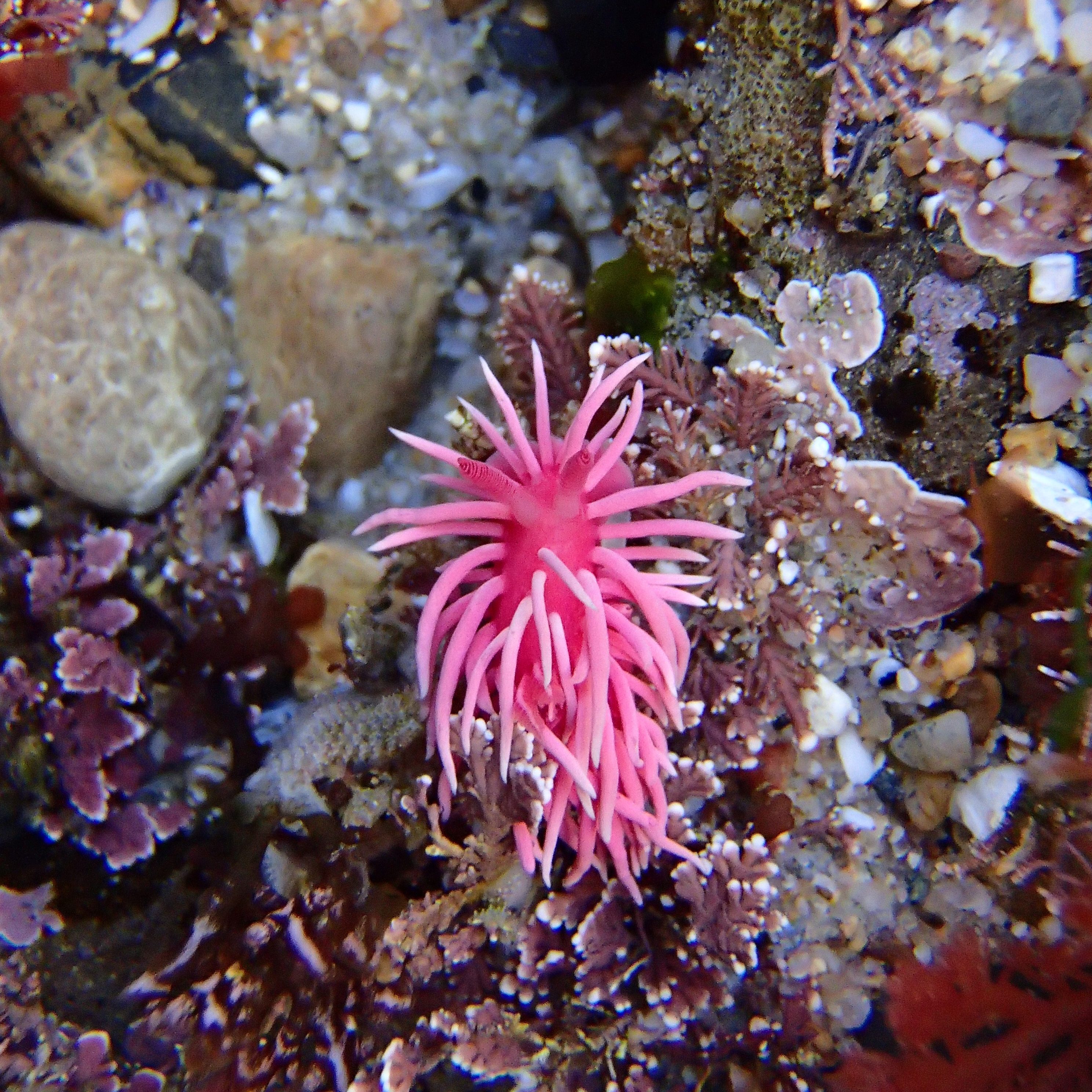 Do Sea Slugs live in the Tide pools? The Tidepooler