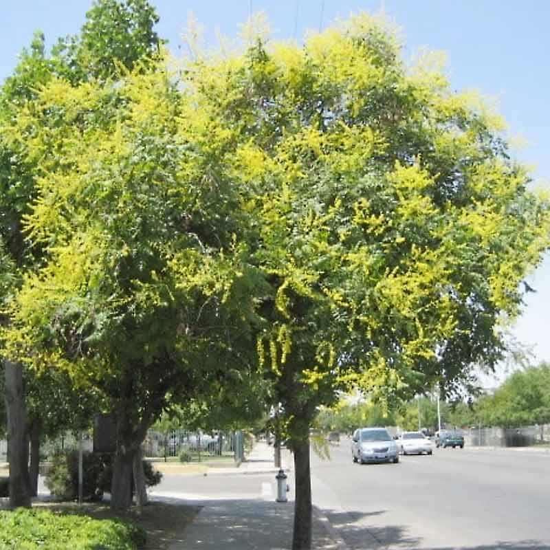 Koelreuteria Paniculata Golden Rain Tree Tidewater Trees