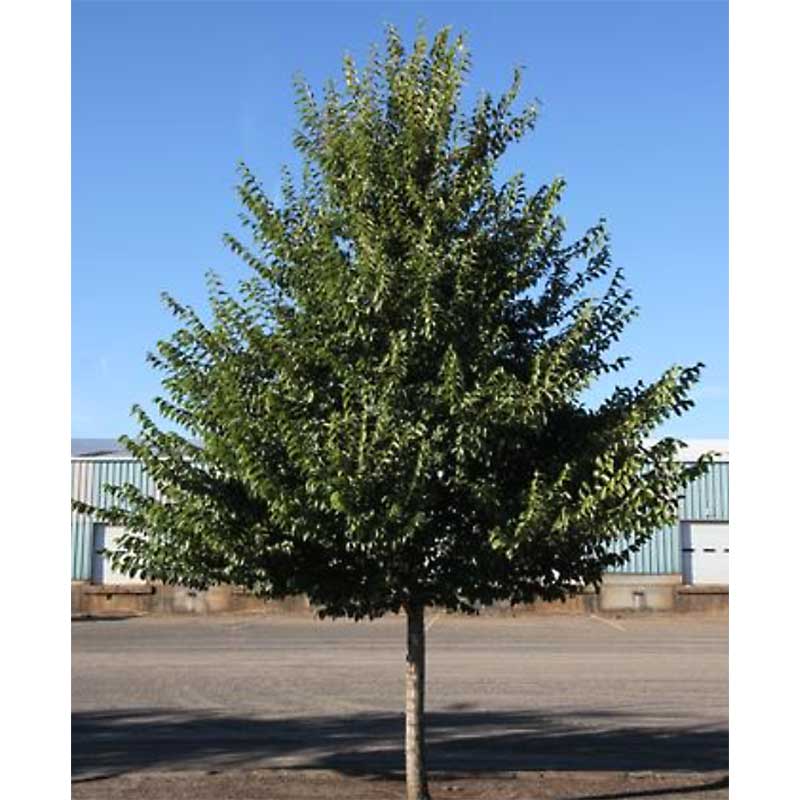 Ulmus Americana "Princeton" Princeton Elm Tidewater Trees