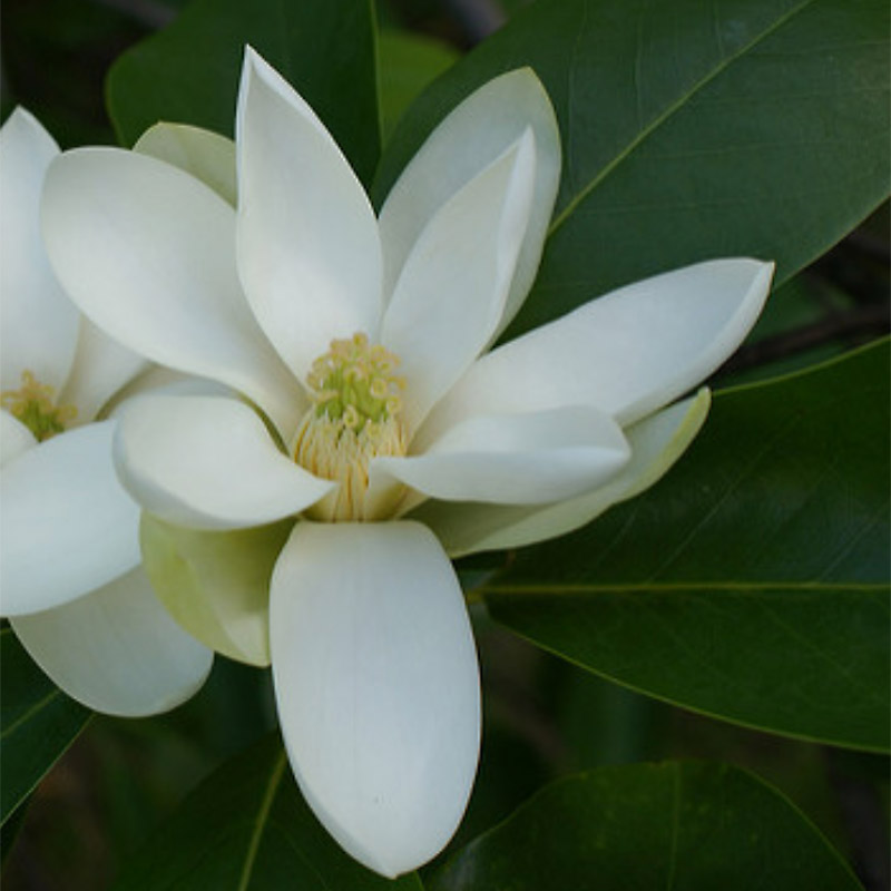 Magnolia Grandiflora Virginiana Sweetbay Magnolia Tidewater Trees
