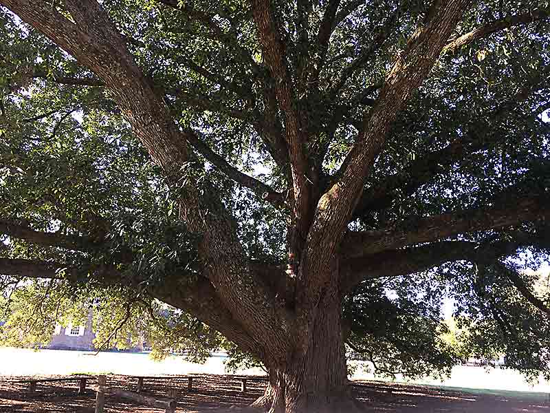 Virginia Native Live Oaks Tidewater Trees