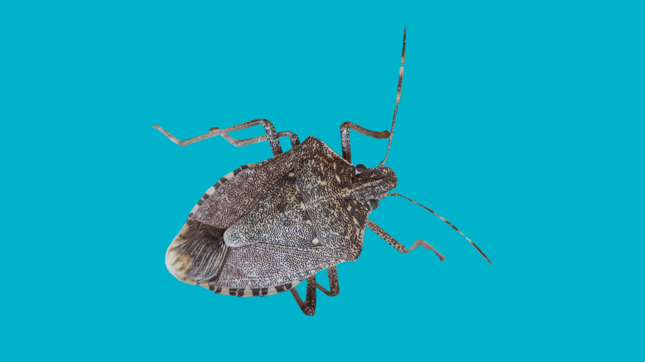 How To Remove Stink Bug Stain From Washable Fabrics Tidy Diary