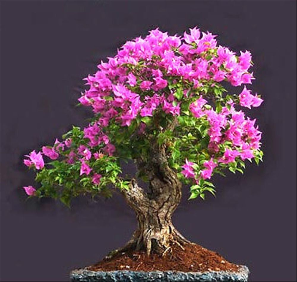 Bonsái de Árbol de Judas (Lagerstroemia Indica)