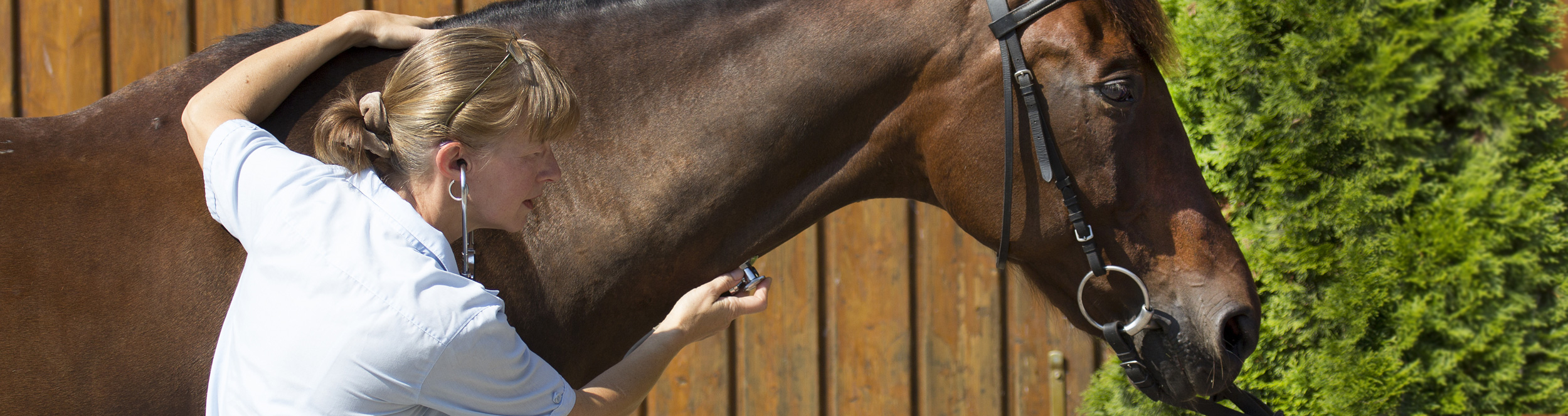 tierarzthoeppner.de Kompetenz