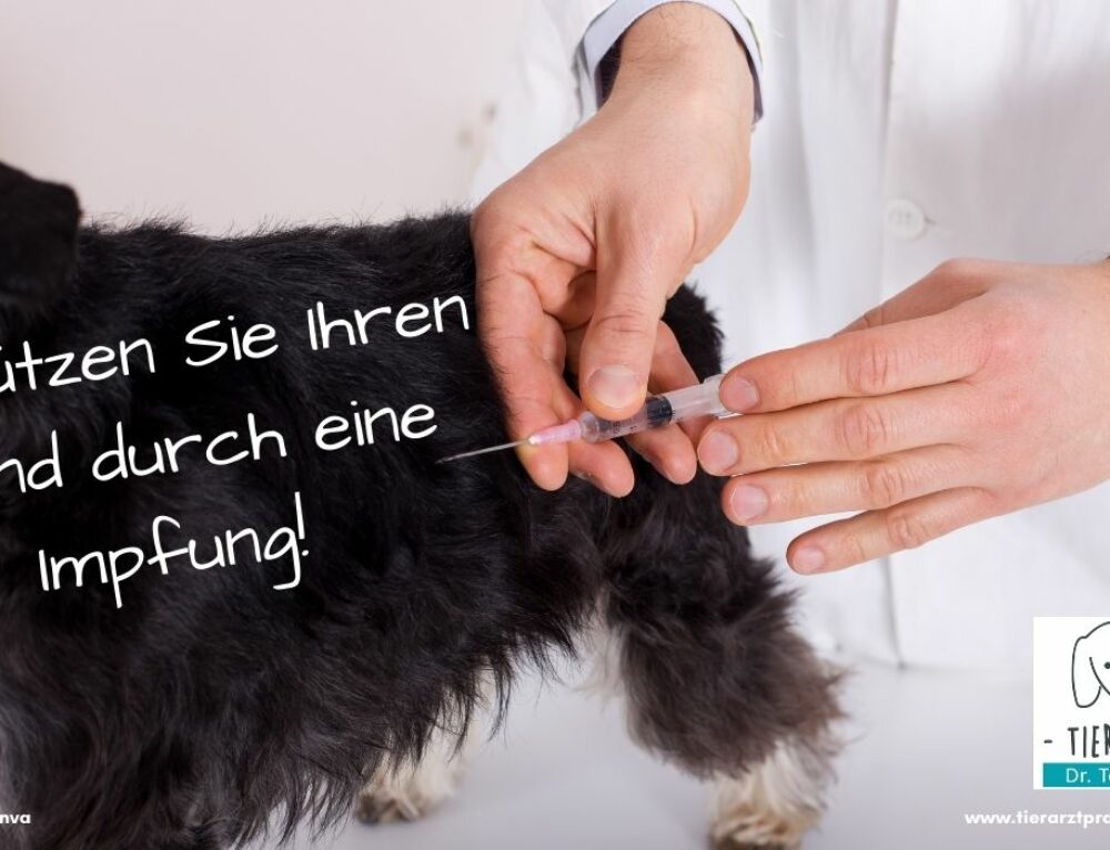Flöhe und Zecken bei Haustieren Tierarztpraxis Dr. Brockhaus