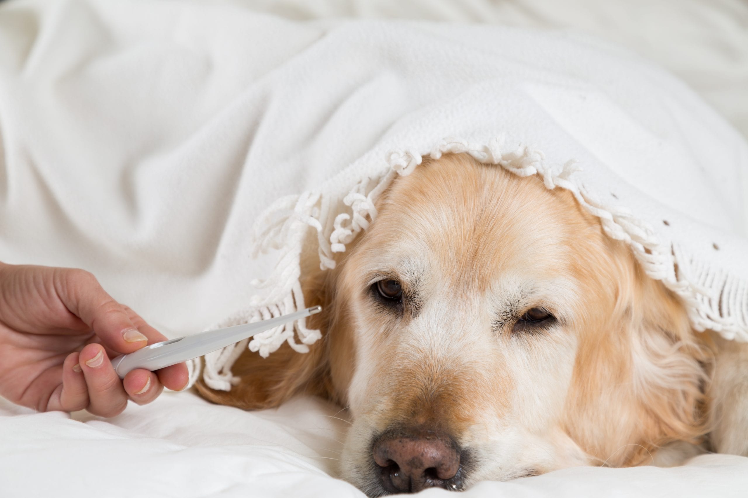 Ab wann hat ein Hund Fieber? Wir klären die wichtigsten Fragen.