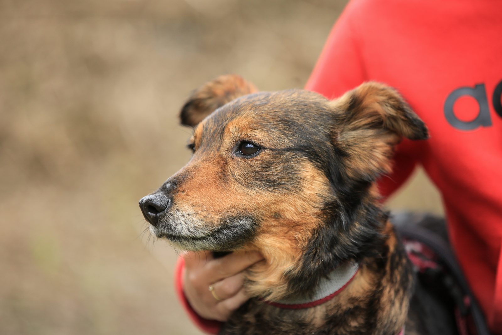 Tiere In Not Chemnitz Tipps zum Umgang mit Igeln Tierheim Chemnitz