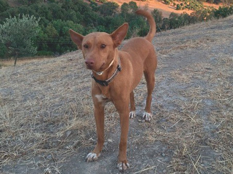 owalo design Hunde In Not Spanien