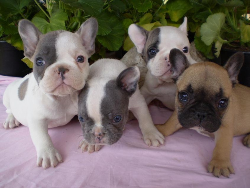 Franzosische Bulldogge Welpen BLAU Französische Bulldogge