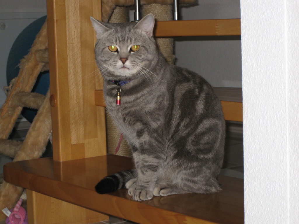 BKH Deckkater in blue silver tabby British Kurzhaar
