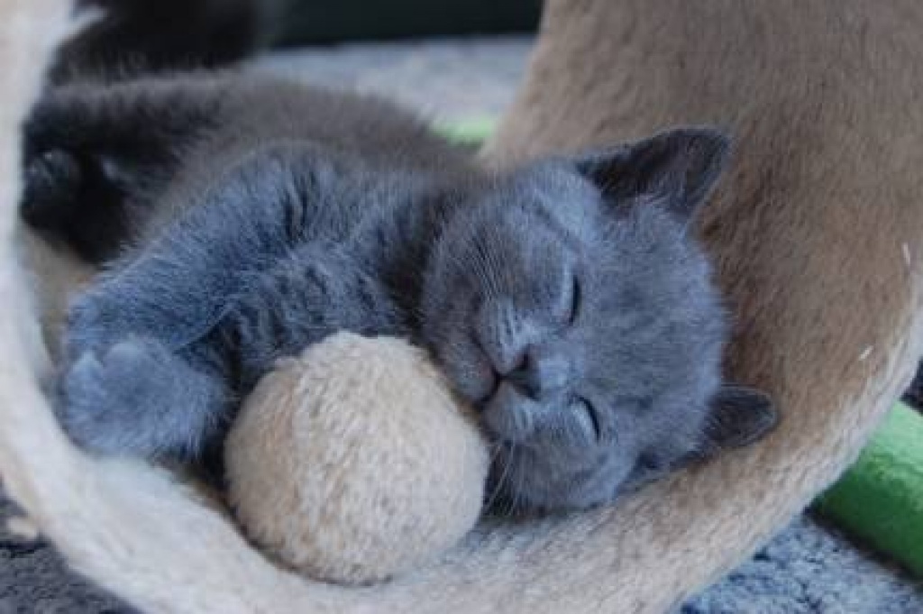 Baby Katzen Kaufen Bis 50 Euro Köln Katzenbabys Hauskatzen Seriose
