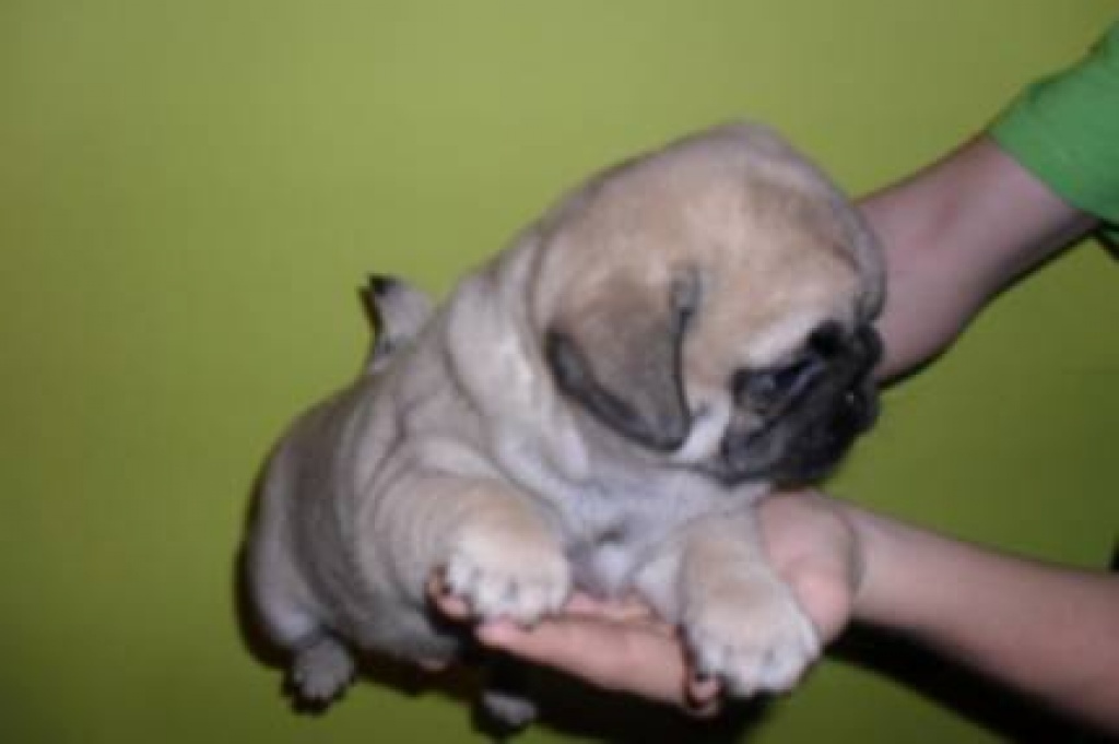 2 prächtige Mops Welpen in liebevolle Hände abzugeben Mops