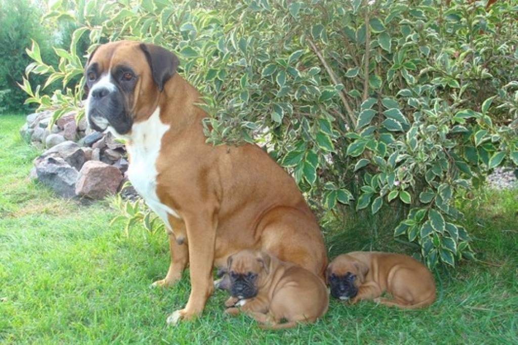 Hunde Rassehunde Boxer Tieranzeigen Seite 5