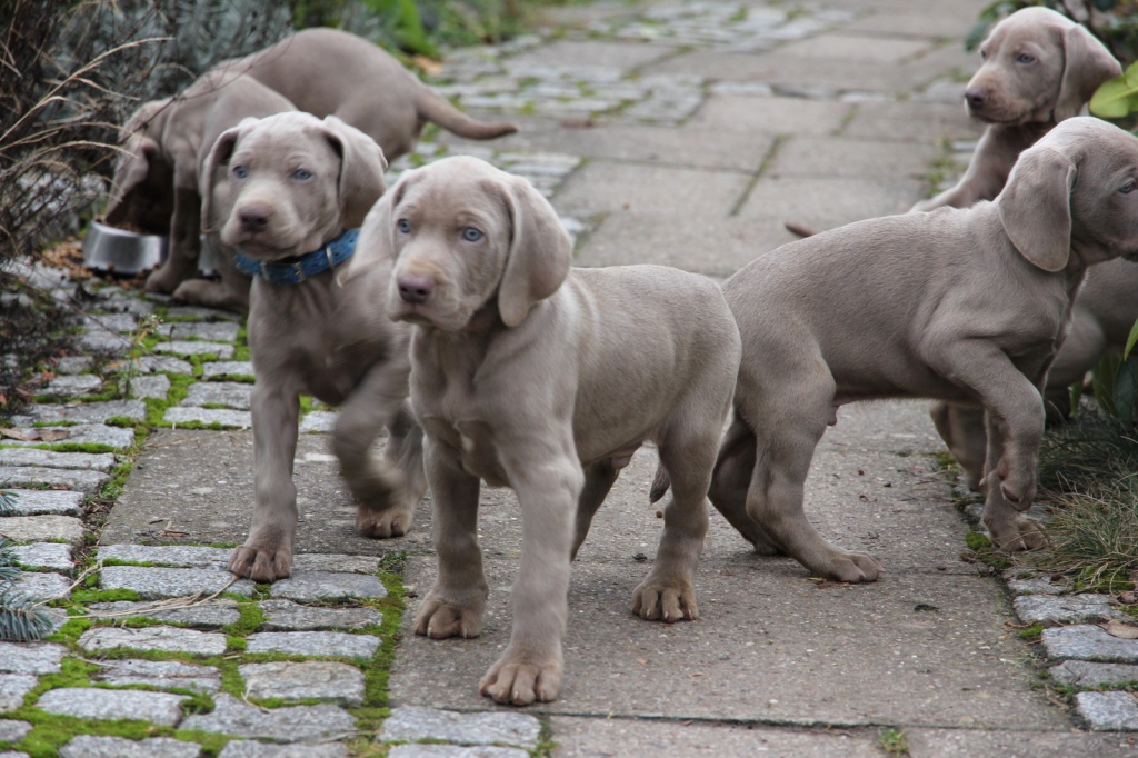 Hunde Rassehunde Weimaraner Tieranzeigen